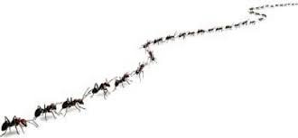 Train of Ants